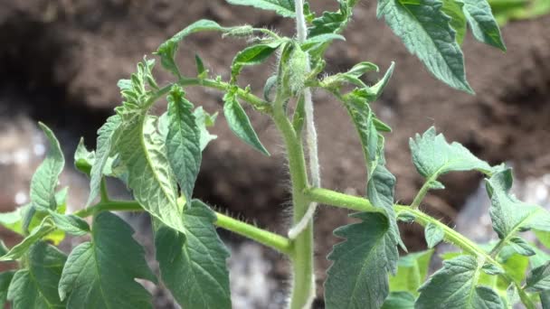 Tomato leaf on a garden bed. Watering the garden watering the seedlings gardening green organic seed — Stock Video