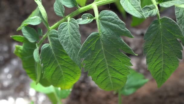 Tomatenblad op een tuinbed. Het besproeien van de tuin besproeien van de zaailingen tuinieren groen biologisch zaad — Stockvideo
