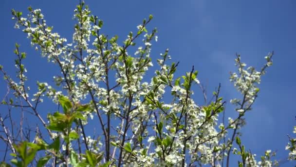 Bílé Květy Třešně Modrém Pozadí Oblohy Včely Sbírají Nektar — Stock video