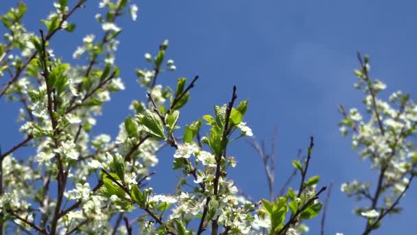 Білі Квіти Вишні Фоні Блакитного Неба Бджоли Збирають Нектар — стокове відео