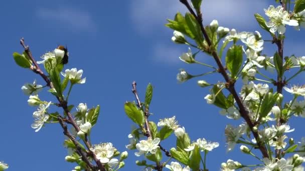 Vita Blommor Ett Körsbärsträd Blå Himmel Bakgrund Bin Samlar Nektar — Stockvideo