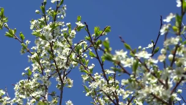 Vita Blommor Ett Körsbärsträd Blå Himmel Bakgrund Bin Samlar Nektar — Stockvideo