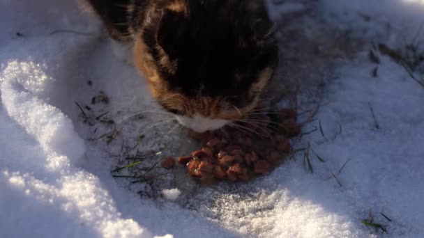 ホームレスの猫は雪の中で食べる 冬に野良動物に餌をやる — ストック動画