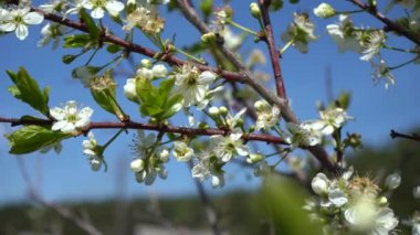 Mavi arka planda kiraz ağacının beyaz çiçekleri. Arılar nektar toplar.