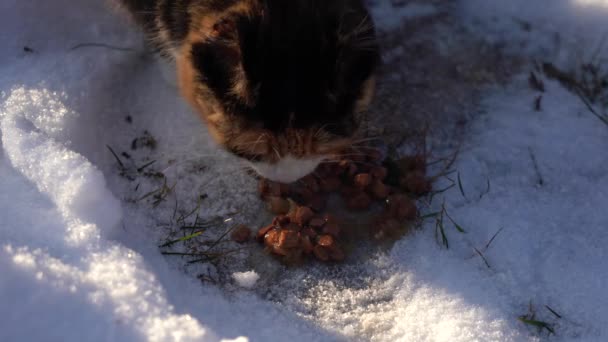 Evsiz Kedi Karda Yemek Yer Kışın Başıboş Bir Hayvanı Besle — Stok video