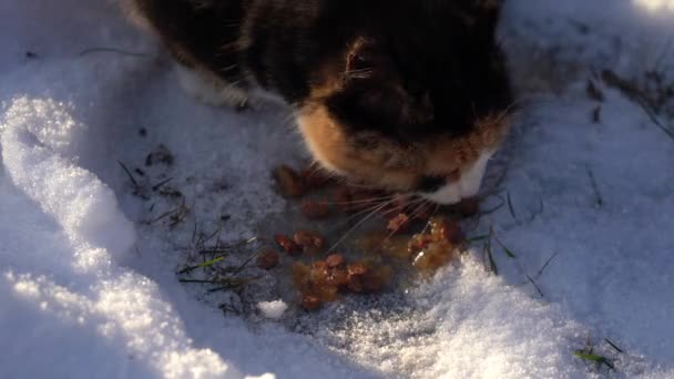 ホームレスの猫は雪の中で食べる 冬に野良動物に餌をやる — ストック動画