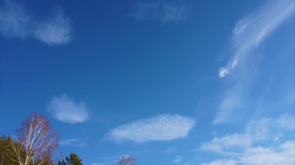 Movimento Das Nuvens Céu Azul Coroas Árvores Balançando Vento — Vídeo de Stock