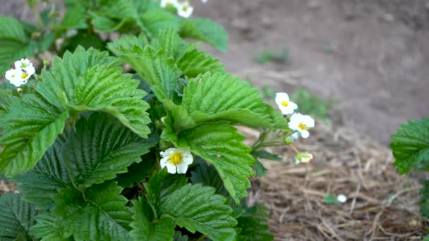 Virágzó Eperbokor Egy Szalmával Borított Ágyon Fehér Virágok Zöld Levelek — Stock videók