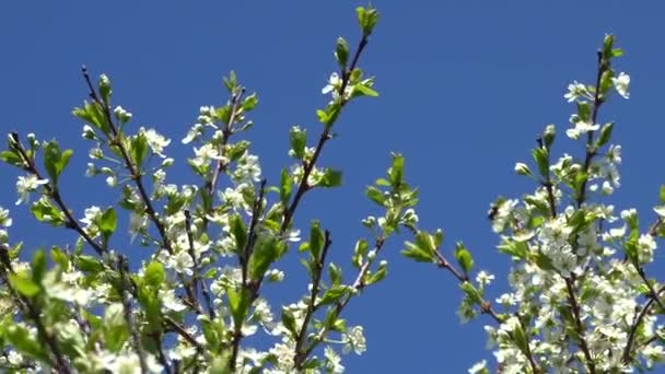 Les abeilles recueillent le nectar sur les fleurs blanches d'un cerisier sur fond de ciel bleu .