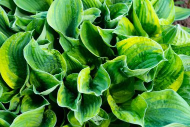 Büyük yeşil yapraklar. Arka plan-yeşil tropikal yaprakları.