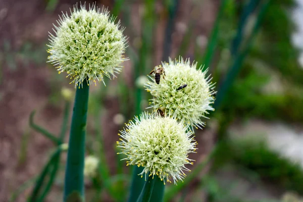 Blooming onions in the garden. Bees collect nectar. — 스톡 사진