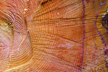 Cross section of spruce and larch lumber. Close-up. Background texture.