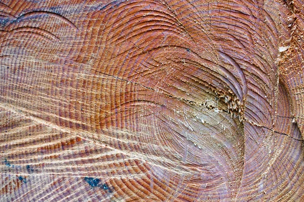 Secção transversal de madeira de abeto e larício. Close-up. Textura de fundo . — Fotografia de Stock