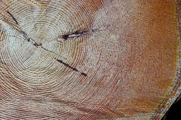 Secção transversal de madeira de abeto e larício. Close-up. Textura de fundo . — Fotografia de Stock