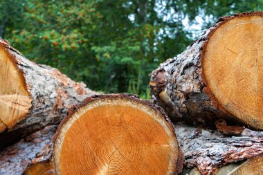 Çam kütükleri, ormanın arka planına karşı günlüğe kaydederek kesilir