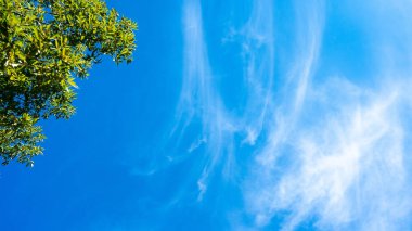 Mavi gökyüzü ve sirrus bulutları. Ağacın yeşil yaprakları
