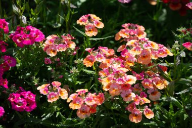 Nemesia 'nın birçok renginde, Sansatia çiçek açar. Bu çiçeğe Yunan intikam tanrıçası Nemesis 'in adı verildi.