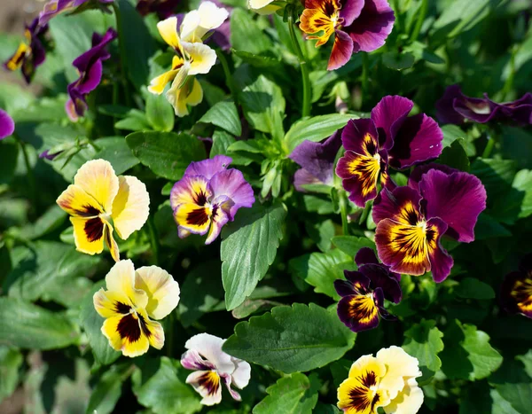 Viola cornet, horned pansies, tufted pansies blooms in the sun. — Stock Photo, Image
