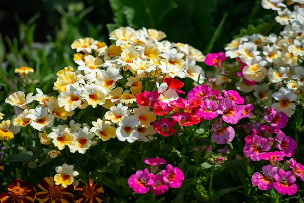 I många färger blommar Nemesia, Sansatia. Blomman fick sitt namn efter Nemesis, hämndens gudinna. — Stockfoto