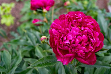 Bahçedeki yeşil yaprakların arka planında kırmızı şakayık çiçeği