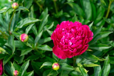 Bahçedeki yeşil yaprakların arka planında kırmızı şakayık çiçeği