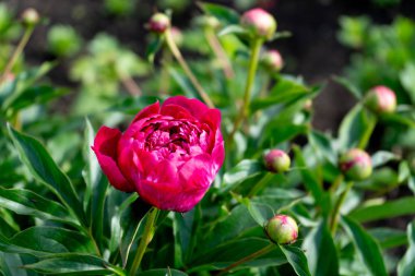 Bahçedeki yeşil yaprakların arka planında kırmızı şakayık çiçeği