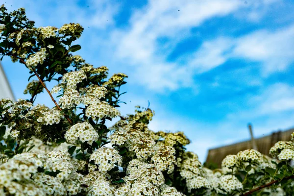 Ανθισμένη σπιρέα ή meadowsweet. Υποκαταστήματα με λευκά άνθη — Φωτογραφία Αρχείου