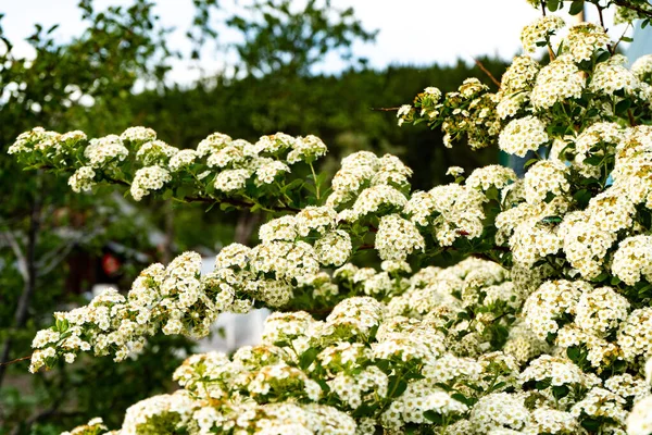 Blooming spirea or meadowsweet. Branches with white flowers — 스톡 사진