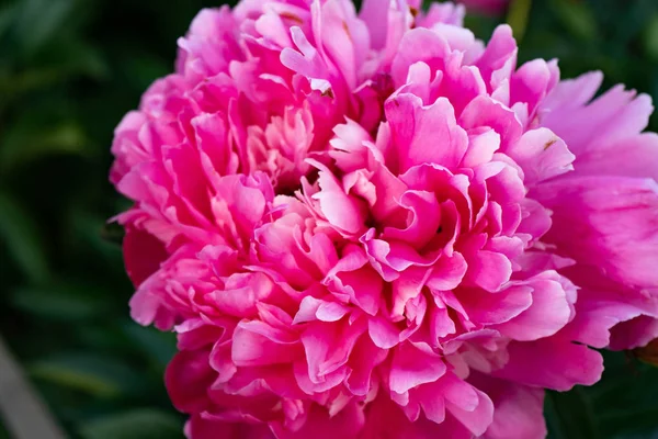 Bahçedeki yeşil yaprakların arka planında kırmızı şakayık çiçeği