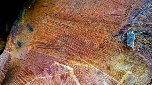 Uma árvore serrada. A textura da madeira. Secção transversal de madeira de abeto e larício. Close-up. Textura de fundo — Fotografia de Stock