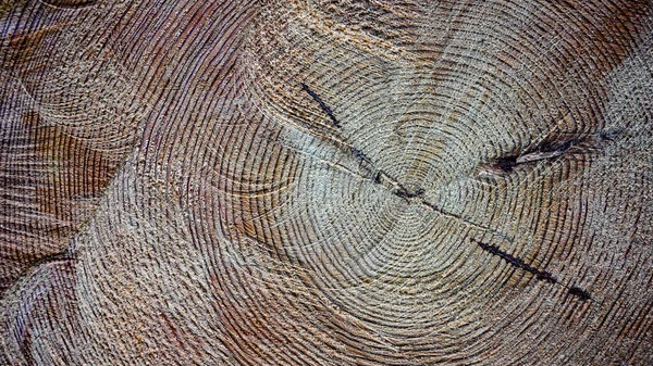 Uma árvore serrada. A textura da madeira. Secção transversal de madeira de abeto e larício. Close-up. Textura de fundo — Fotografia de Stock