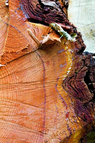 Sebuah pohon gergaji-off. Tekstur kayu. Salib bagian dari pohon cemara dan larch. Close-up. Tekstur latar belakang — Stok Foto