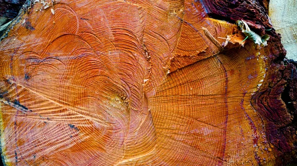 Ένα πριονισμένο δέντρο. Η υφή του ξύλου. Διασταύρωση ερυθρελάτης και πριστής ξυλείας. Κοντινό πλάνο. Υφή φόντου — Φωτογραφία Αρχείου