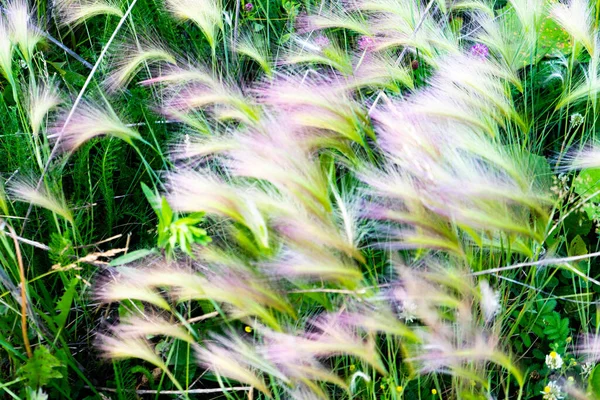 De l'herbe de tapis. Herbe ou aiguille de plumes Herbe, Nassella tenuissima — Photo