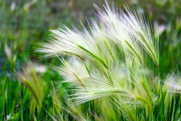 Hierba de estera. Hierba de plumas o hierba de aguja, Nassella tenuissima — Foto de Stock
