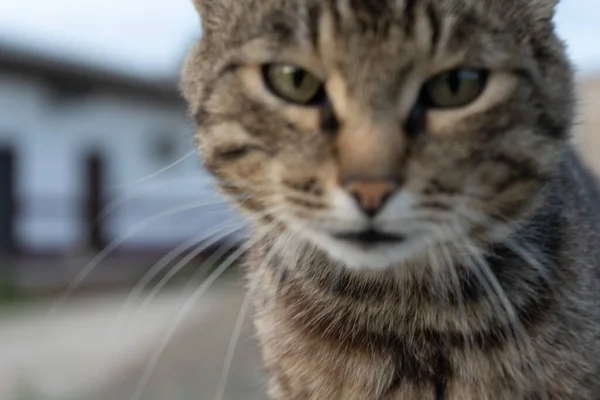 Portrait d'un chat sans abri pas tranchant. Image déconcentrée. Face de chat en gros plan — Photo