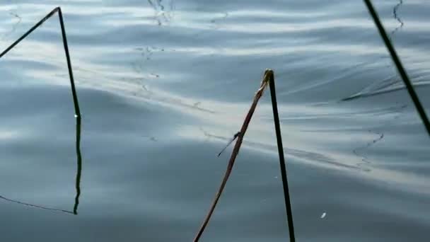 Reflexões Brilhantes Sobre Água Lago Ondas Lago Bombear Hastes Sedge — Vídeo de Stock