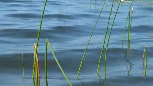 Bright Reflections Lake Water Waves Lake Pump Stems Sedge Small — Stockvideo