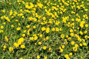 Yellow dandelion flowers Taraxacum officinale . Dandelions field background on spring sunny day.