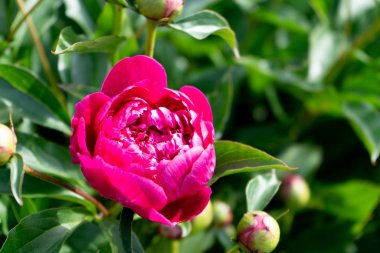 Bahçedeki yeşil yaprakların arka planında kırmızı şakayık çiçeği