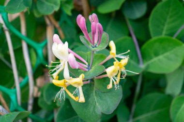 Çiçekli Hanımeli Lonicera Caprifolium. Çiçekli doğal arkaplan