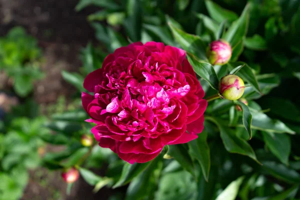 Fleur de pivoine rouge sur fond de feuilles vertes dans le jardin — Photo