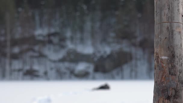雪原に沿ってゆっくりと疲れきった男が忍び寄る。手前のドライツリー。雪原で死ぬ男の劇的なシーン — ストック動画