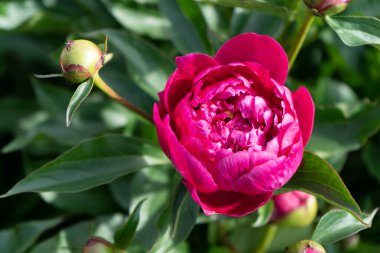 Bahçedeki yeşil yaprakların arka planında kırmızı şakayık çiçeği.