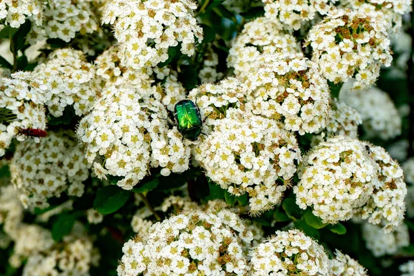 Blooming Spirea Meadowsweet Branches White Flowers Beetle Eats Nectar — 스톡 사진