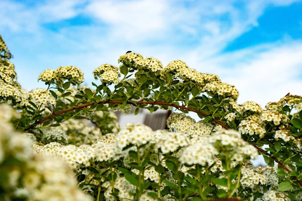 スパイアやメドウスウィートを開花させる 白い花の枝 — ストック写真