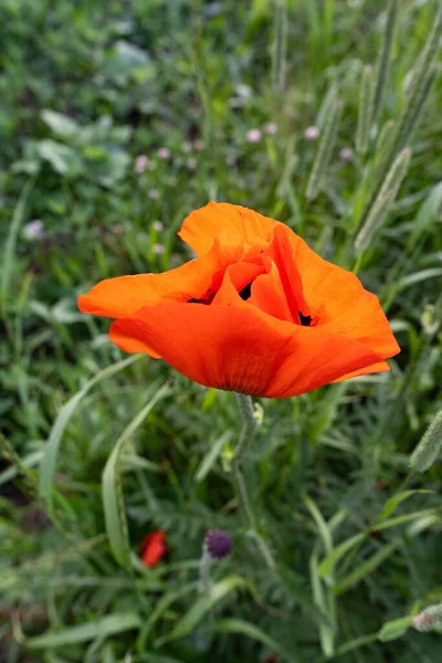 Red Poppy Flower Garden Summer — 스톡 사진