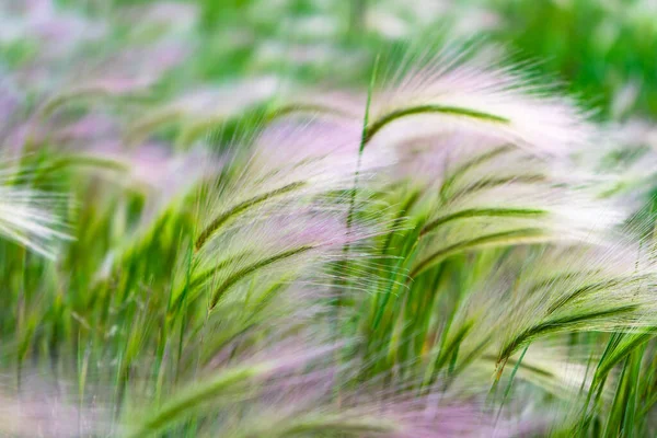 マット グラス 羽根草や針草 ナセラTenuissimaは すでに風の微風の糸状のパターンのわずかな息で形成されます スティパペナータ — ストック写真