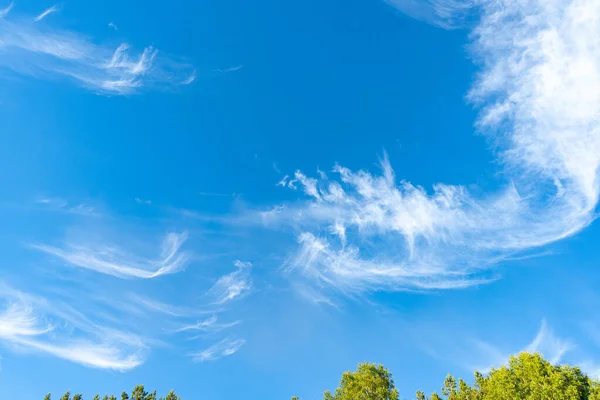 Cirrus is cloud stripe, white, feathery, ice crystal. Blue background of the sky