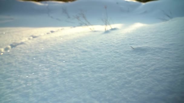 雪の牧草地での動き ふわふわの緩やかな純粋な雪が太陽の下で輝きます 雪の中の誰かの足跡 前景だ 撃たれた パンニングだ アークショット — ストック動画